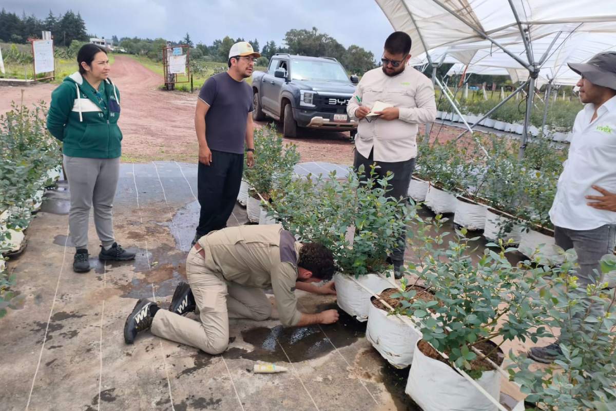 Equipo de Cuna de Platero durante la visita técnica a México para conocer la evolución de la variedad Cupla de arándano