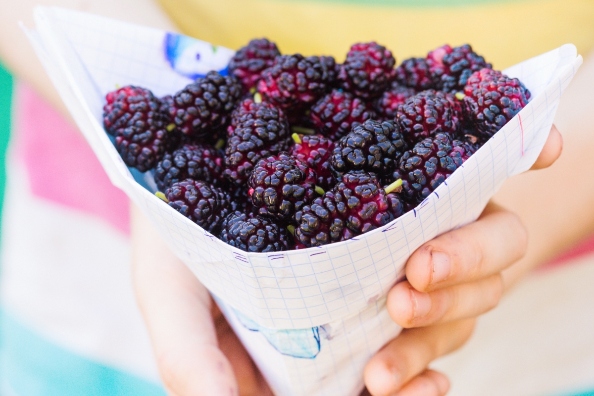moras en verano