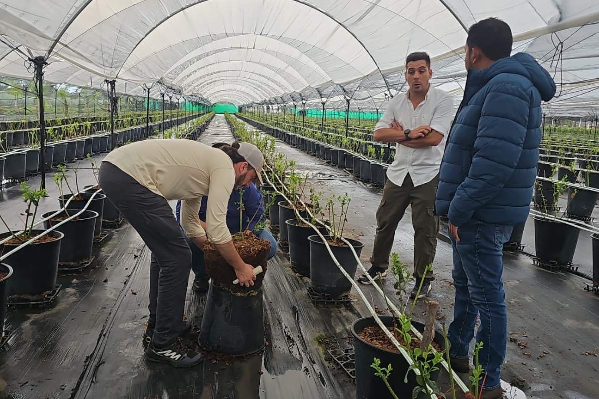 Equipo de Cuna de Platero durante la visita técnica a México para conocer la evolución de la variedad Cupla de arándano