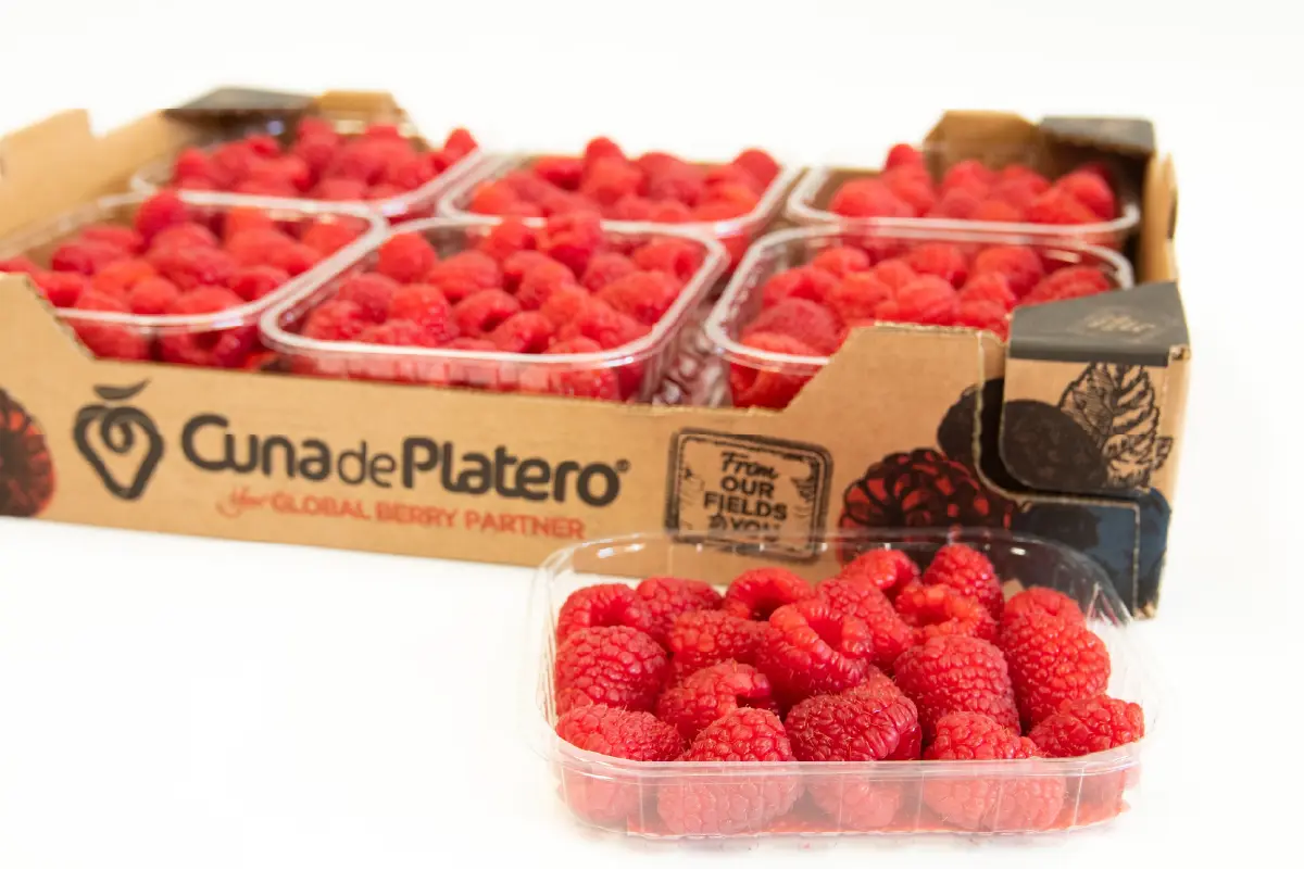 ¿Cómo conservar tus berries frescas más tiempo en verano? Trucos infalibles