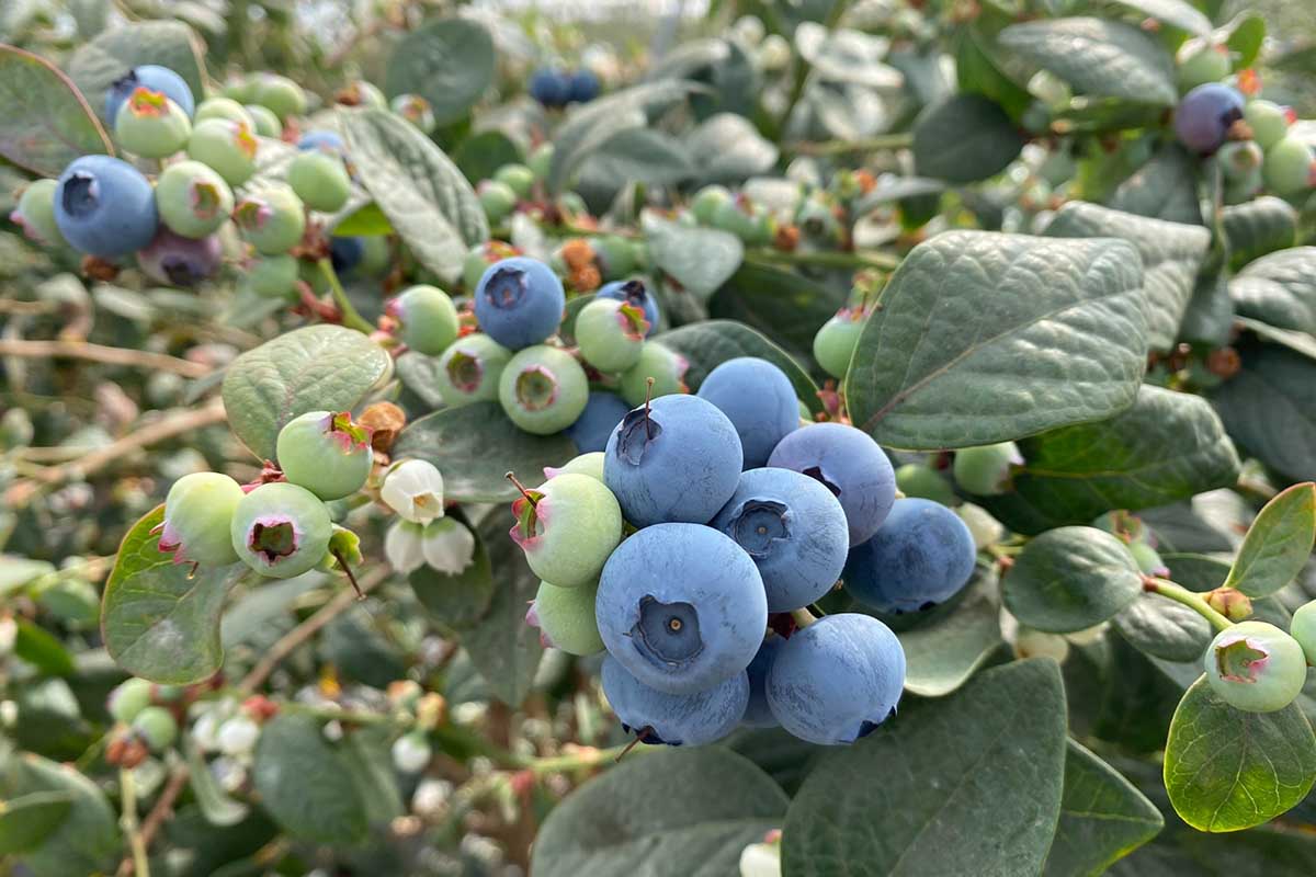 Cupla, el arándano de Cuna de Platero que pone el foco en la rentabilidad