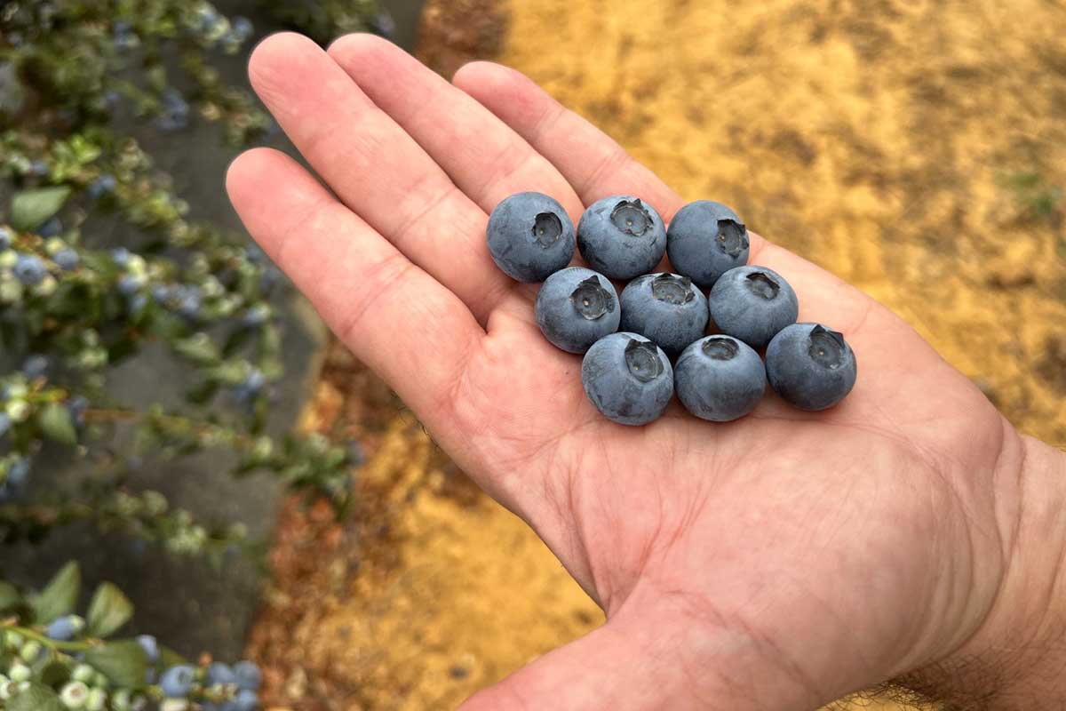 Cupla, el arándano de Cuna de Platero que pone el foco en la rentabilidad