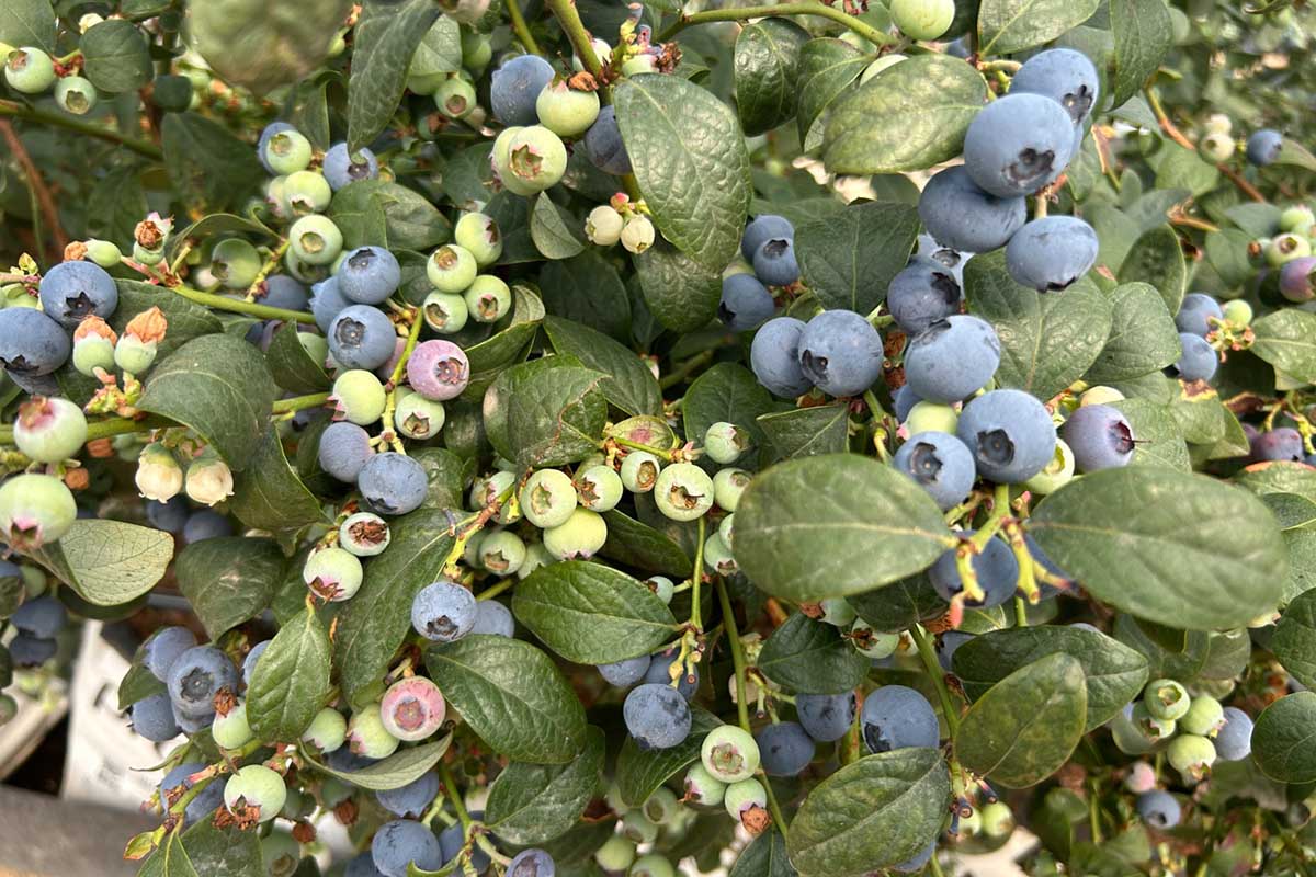 Cupla, el arándano de Cuna de Platero que pone el foco en la rentabilidad
