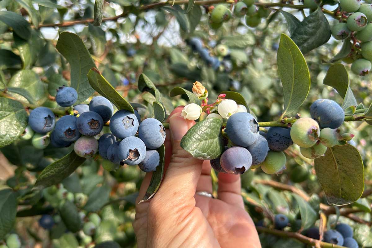 Cupla, el arándano de Cuna de Platero que pone el foco en la rentabilidad