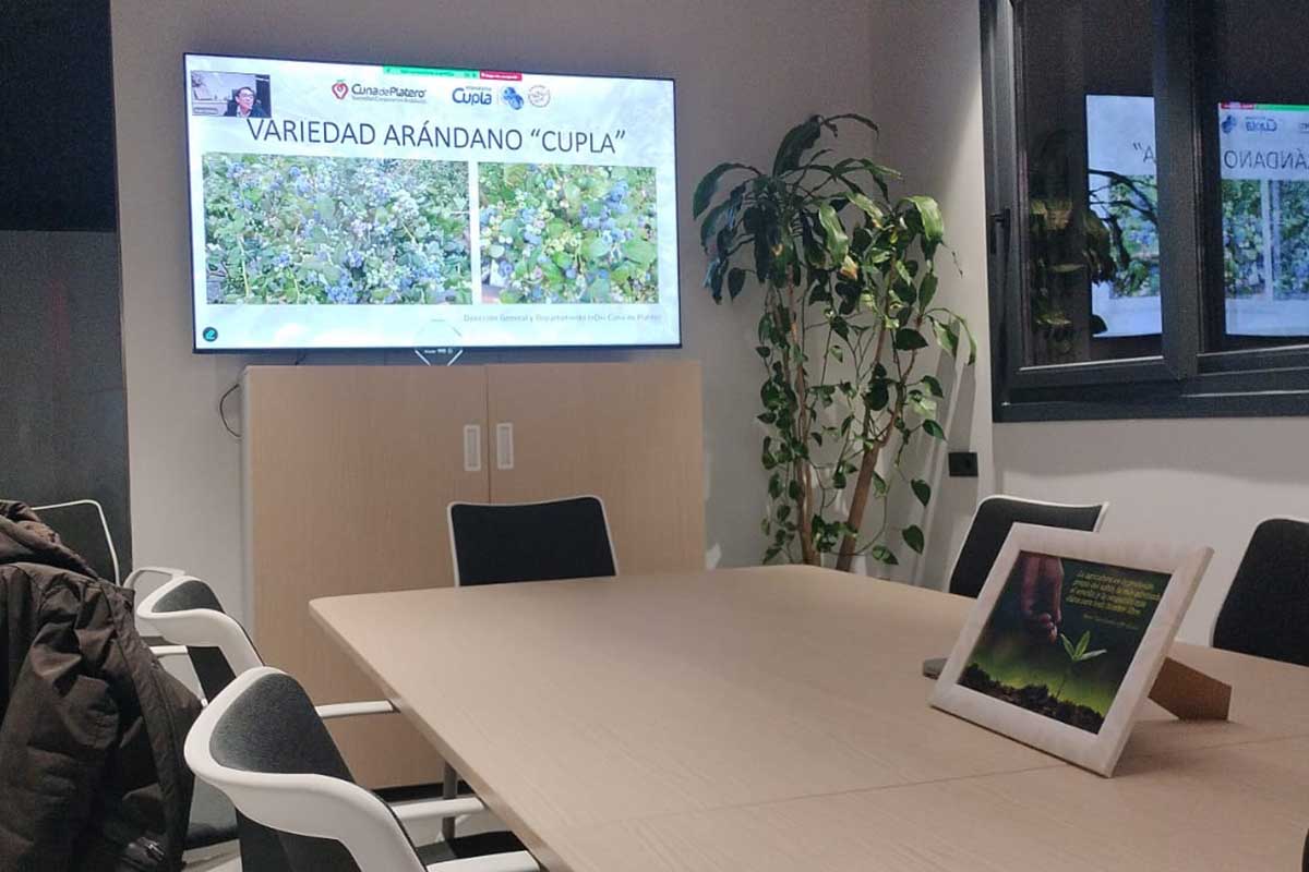 Cupla, el arándano de Cuna de Platero que pone el foco en la rentabilidad