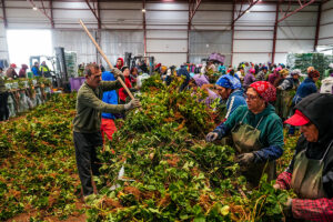 Plantas de fresa seleccionadas en vivero antes de su traslado a Huelva
