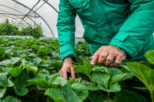 Plantas de fresa seleccionadas en vivero antes de su traslado a Huelva