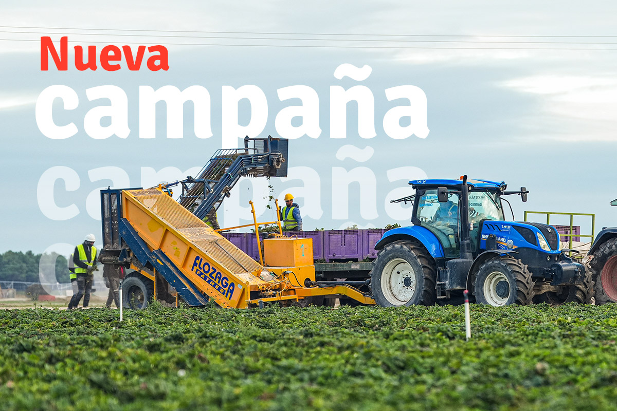 Plantas de fresa seleccionadas en vivero antes de su traslado a Huelva
